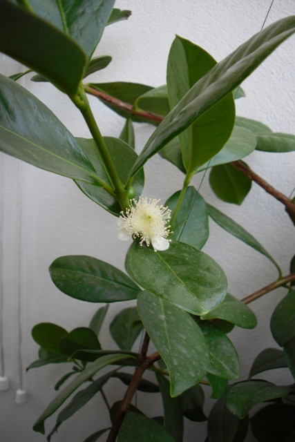 Psidium cattleianum